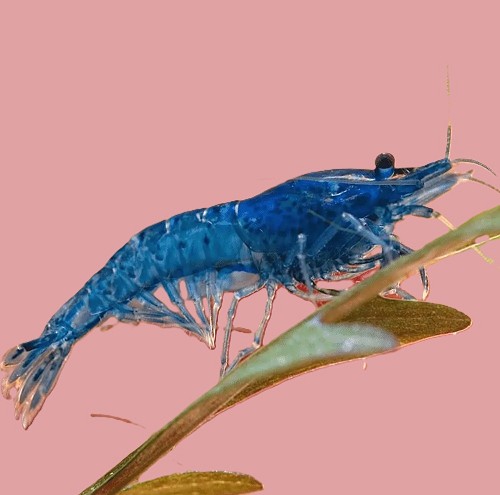Neocaridina cherry - Crevettes blue cherry