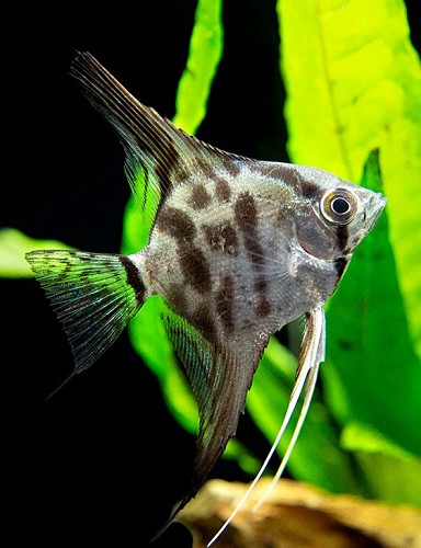 Pterophyllum scalare - Scalaire blue paraiba S