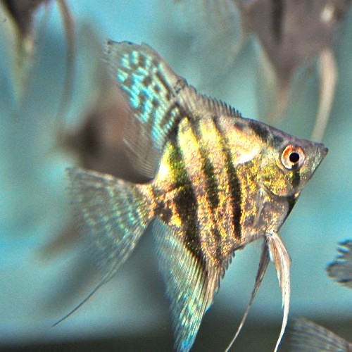 Pterophyllum scalare - Scalaire green avatar