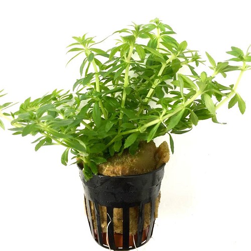 Limnophila mini viëtnam en pot