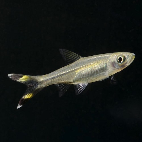Rasbora trilineata - Rasbora ciseaux M