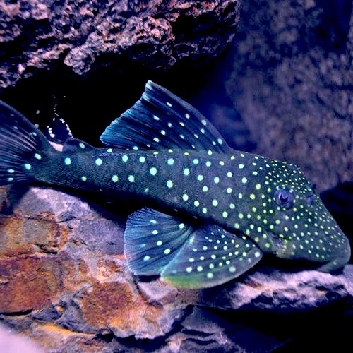 Ancistrinae genibarbis L128 - Blue Phantom Plec L128