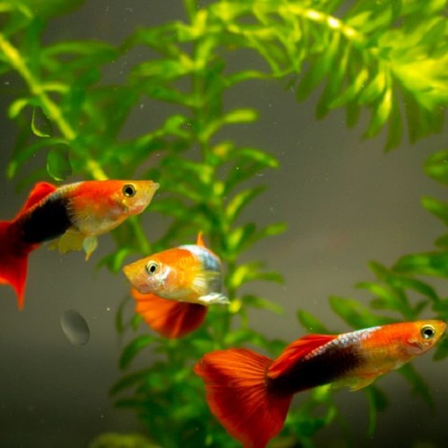 Poecilia reticulatus, Lebistes reticulatus - Guppy male rouge/bleu