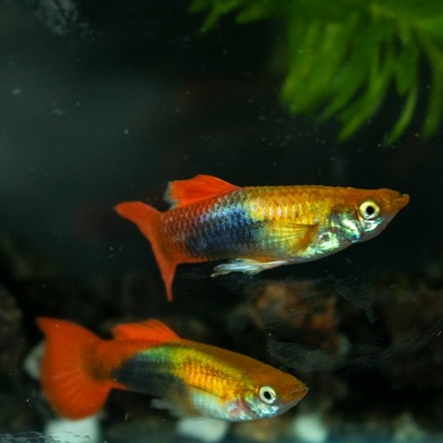 Poecilia reticulatus, Lebistes reticulatus - Guppy male doré/rouge tuxedo