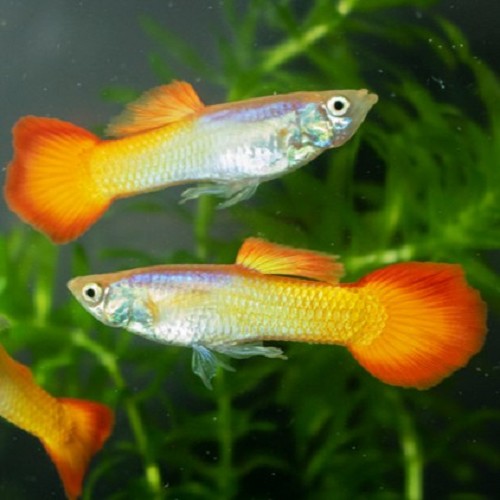 Poecilia reticulatus, Lebistes reticulatus - Guppy male micariff sunset