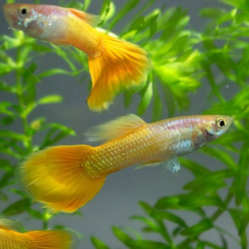 Poecilia reticulatus, Lebistes reticulatus - Guppy male micariff yellow