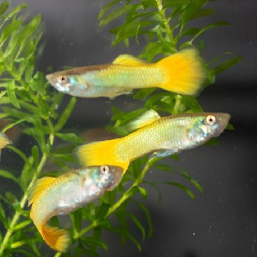 Poecilia reticulatus - Guppy male german jaune