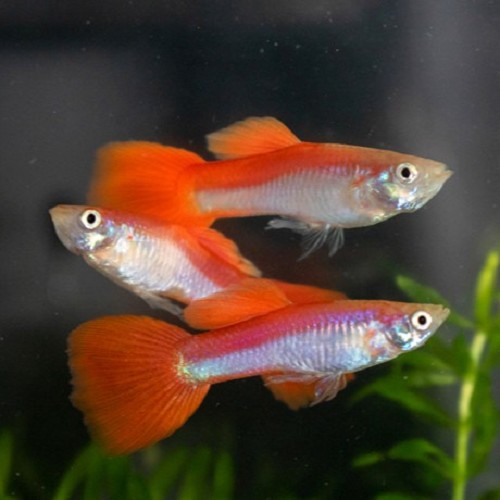 Poecilia reticulatus, Lebistes reticulatus - Guppy male rainbow