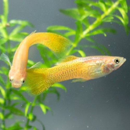 Poecilia reticulatus, Lebistes reticulatus - Guppy male cobra dorée jaune M