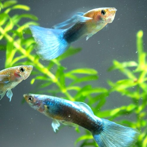 Poecilia reticulatus, Lebistes reticulatus - Guppy male neon green
