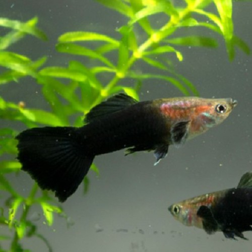 Poecilia reticulatus, Lebistes reticulatus - Guppy male noir/argent