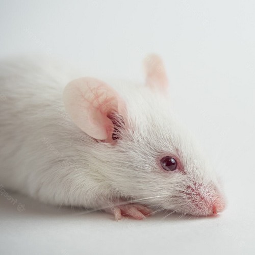 Souris adulte 18-22 gram