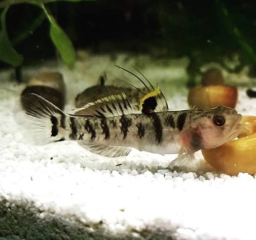 Mugilogobius chulae