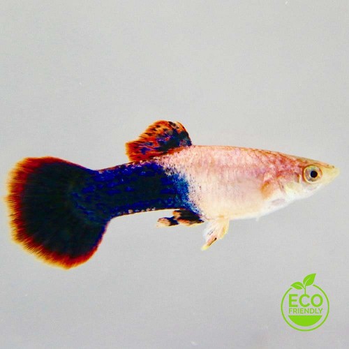 Guppy pink tuxedo pairs M ECO