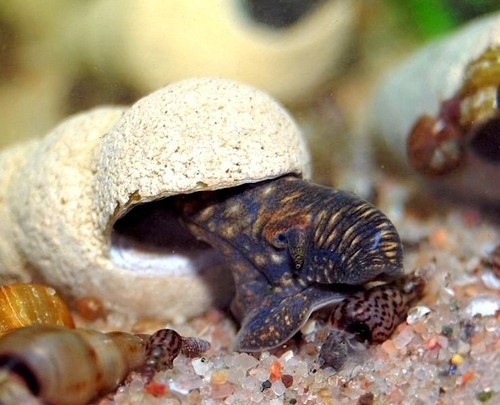 Tylomelania sp. Chocolate