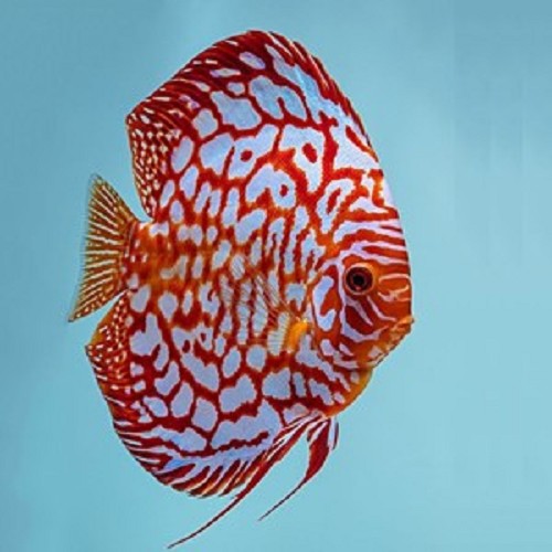 S.discus   Discus red checkerboard 10-12