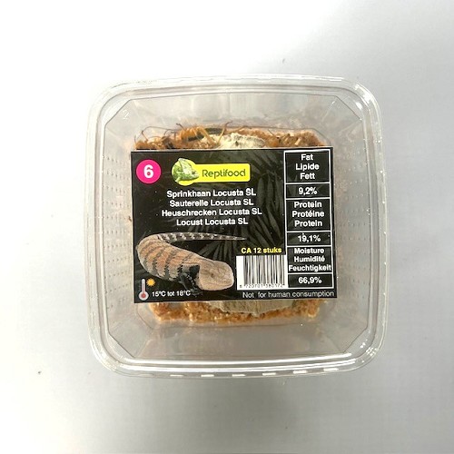 Sauterelles Locusta migratoria taille 6, moyen,  boîte