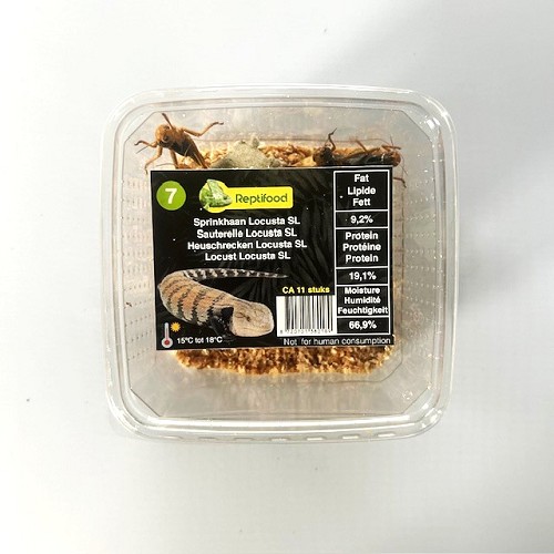 Sauterelles Locusta migratoria taille 7, grande,  boîte