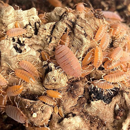 20-25 pièces par boîte

Les isopodes sont des animaux amusants pour le hobby mais sont également utilisés en terrarium ou paludarium. Ils nettoient les déchets alimentaires, les excréments et éventuellement les œufs d'acariens. Ils constituent également un bon complément alimentaire pour les reptiles et les amphibiens, en raison de leur forte teneur en calcium.