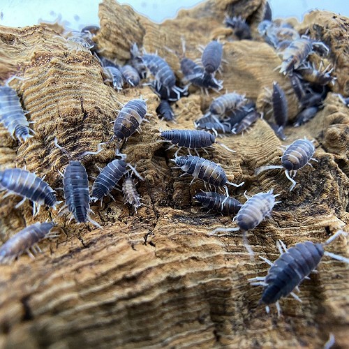 20-25 pièces par boîte

Les isopodes sont des animaux amusants pour le hobby mais sont également utilisés en terrarium ou paludarium. Ils nettoient les déchets alimentaires, les excréments et éventuellement les œufs d'acariens. Ils constituent également un bon complément alimentaire pour les reptiles et les amphibiens, en raison de leur forte teneur en calcium.