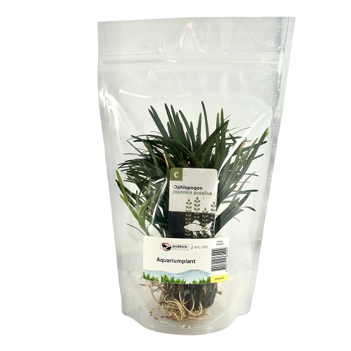 Ophiopogon japonica