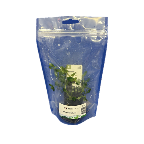 Bacopa caroliniana - Herbe du pauvre homme en pochette debout