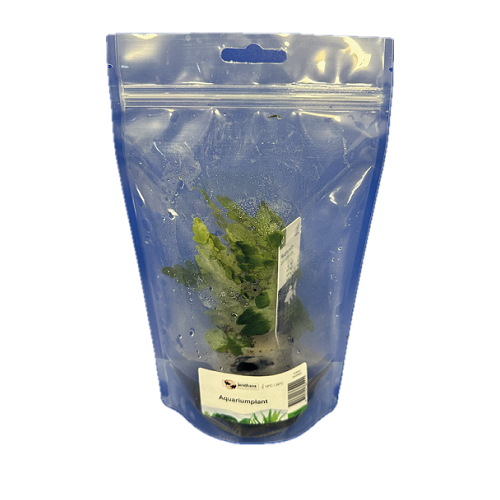 Hygrophila pinnatifida - Hygrophile des Indes en pochette debout