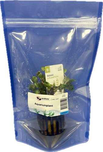 Rotala rotundifolia - Rotala à feuilles rondes  en pochette debout