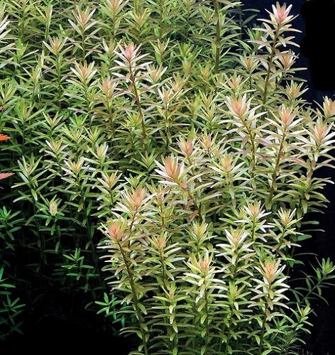 Rotala rotundifolia - Rotala à feuilles rondes en anneau bio
