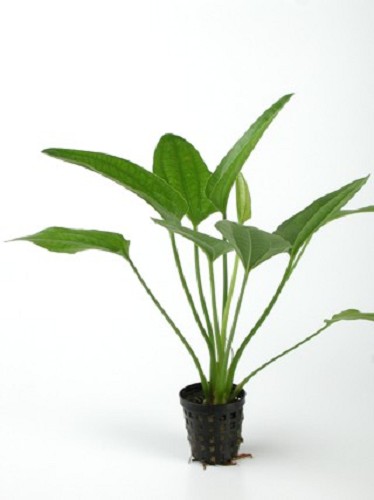 Echinodorus radicans avec pot en plastique