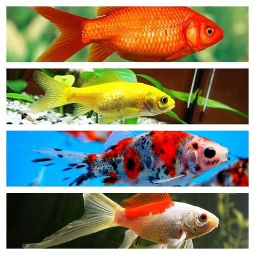Carassius auratus - Poisson rouge assortis 4-6 cm