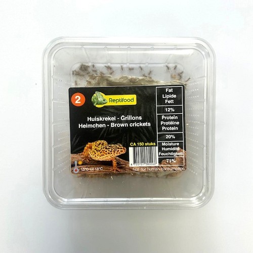 Grillons domestique taille 2, boîte