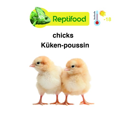 Poussins congelés emballés par 1 kg.