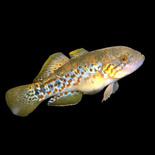 Mogurnda mogurnda 4-5 cm.