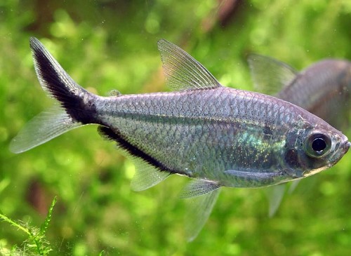 Moenkausia sanctaefilomenae - Tetra yeux rouges