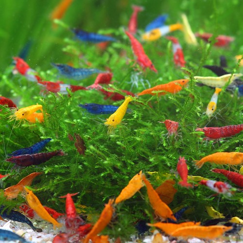 Neocaridina sp.- mélange de crevettes