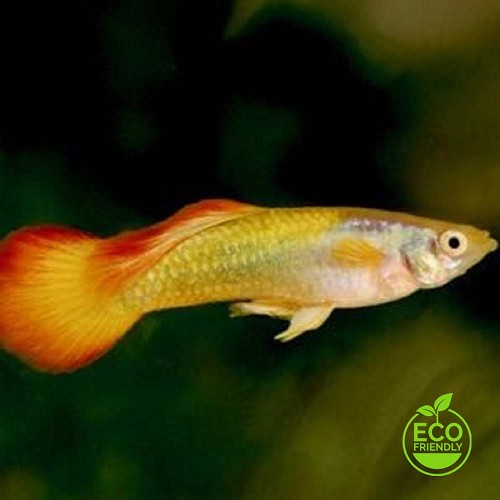 Poecilia wingei male japan blue - Endler japonais bleus male L