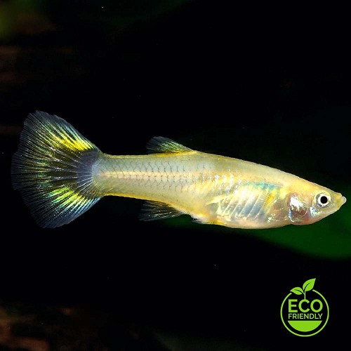 Poecilia reticulatus, Lebistes reticulatus - Guppy femelles assortis M