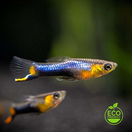 Poecilia wingei male - Endler bleu star L