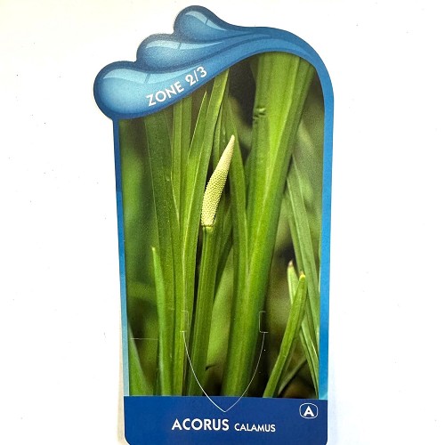 Acorus calamus- Kalmoes