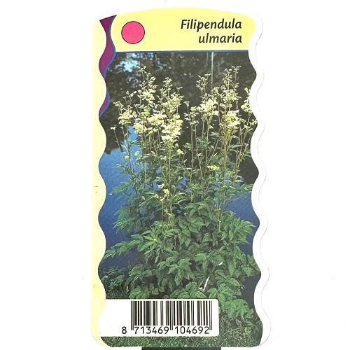 Filipendula ulmaria-Moerasspiraea