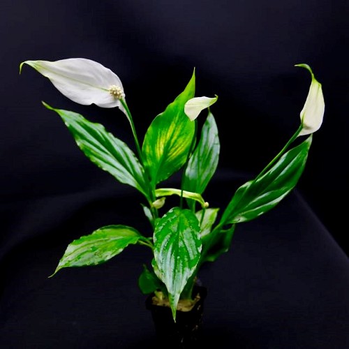Spathiphyllum wallissi en pot