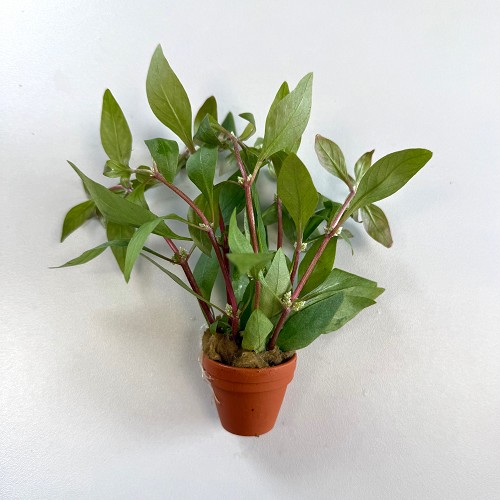 Alternanthera reineckii in terra cotta