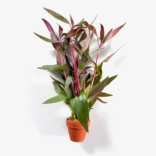 Alternanthera rosaeofolia en terra cotta  pot