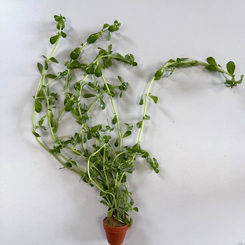 Bacopa crenata en terra cotta pot