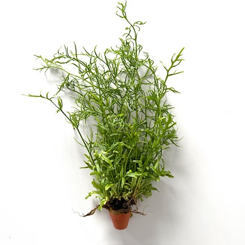 Ceratopteris cornuta - Fougère de Sumatra en terra cotta pot
