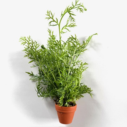 Certatopteris siliquosa