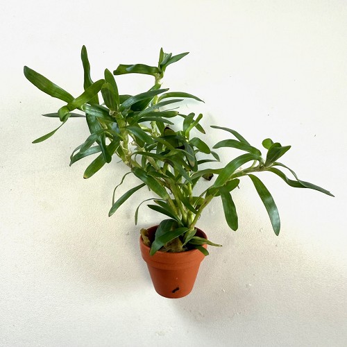 Heteranthera zosteraefolia - Hétéranthère à feuilles de zostère en terra cotta pot