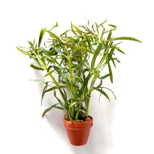 Eustralis stellata feuilles larges en terra cotta  pot
