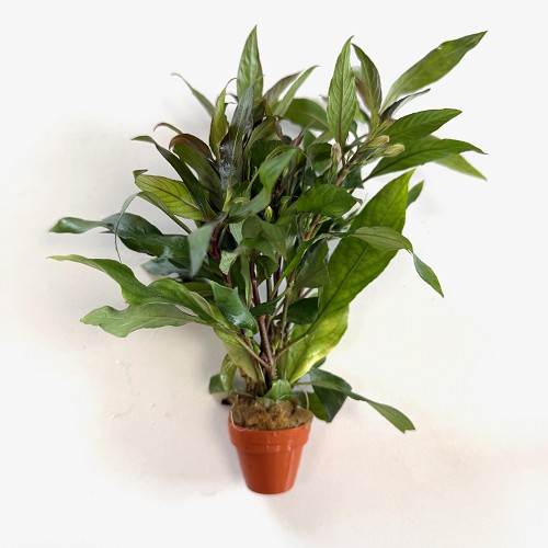 Hygrophila siamensis en terra cotta pot